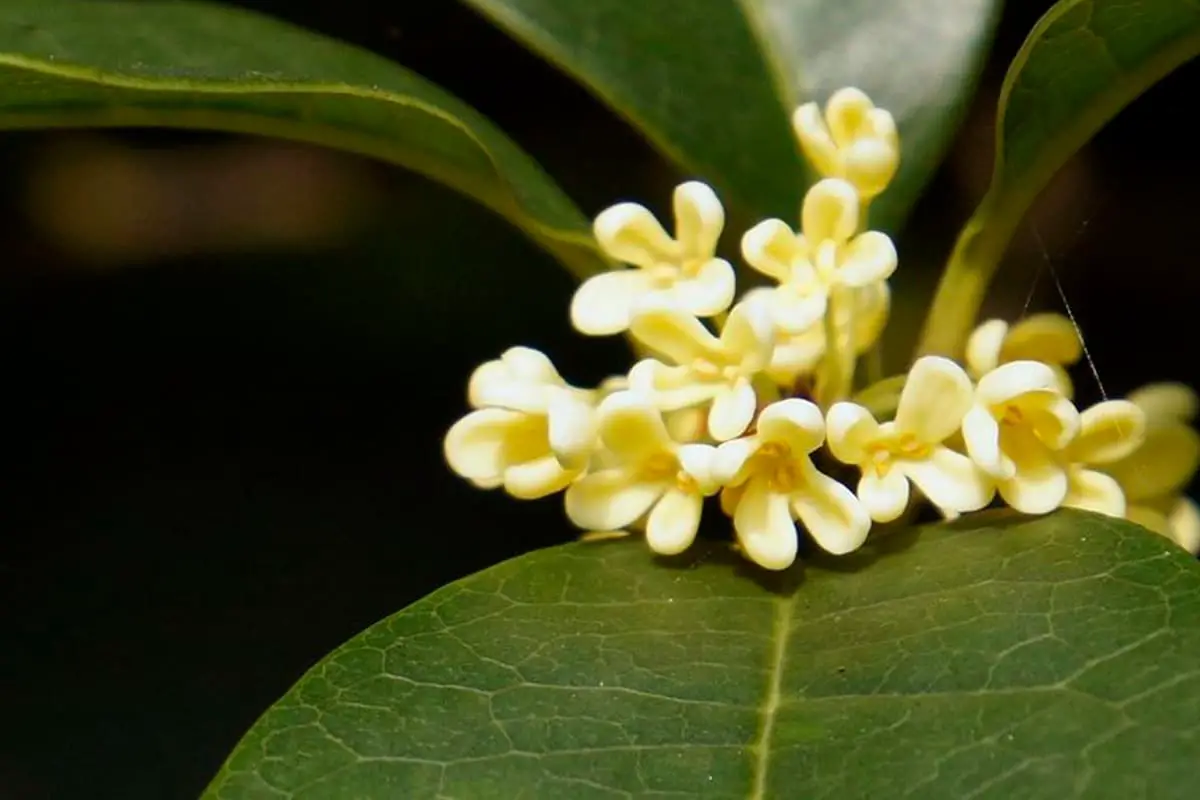 Learn About the Osmanthus: Basics, Types, Growth & Care, Value and More