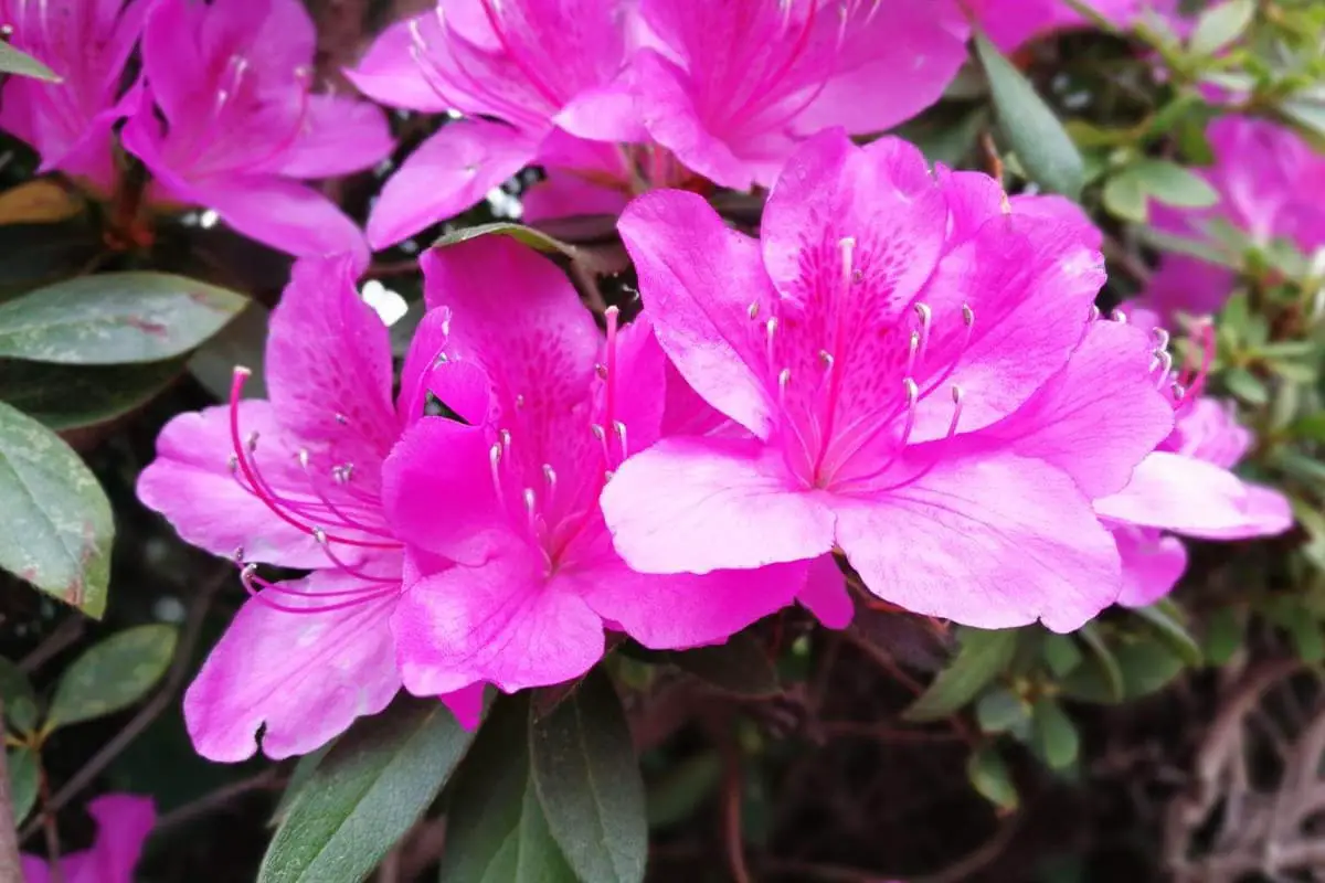 Learn About the Rhododendron: Basics, Types, Growth & Care, Value and More