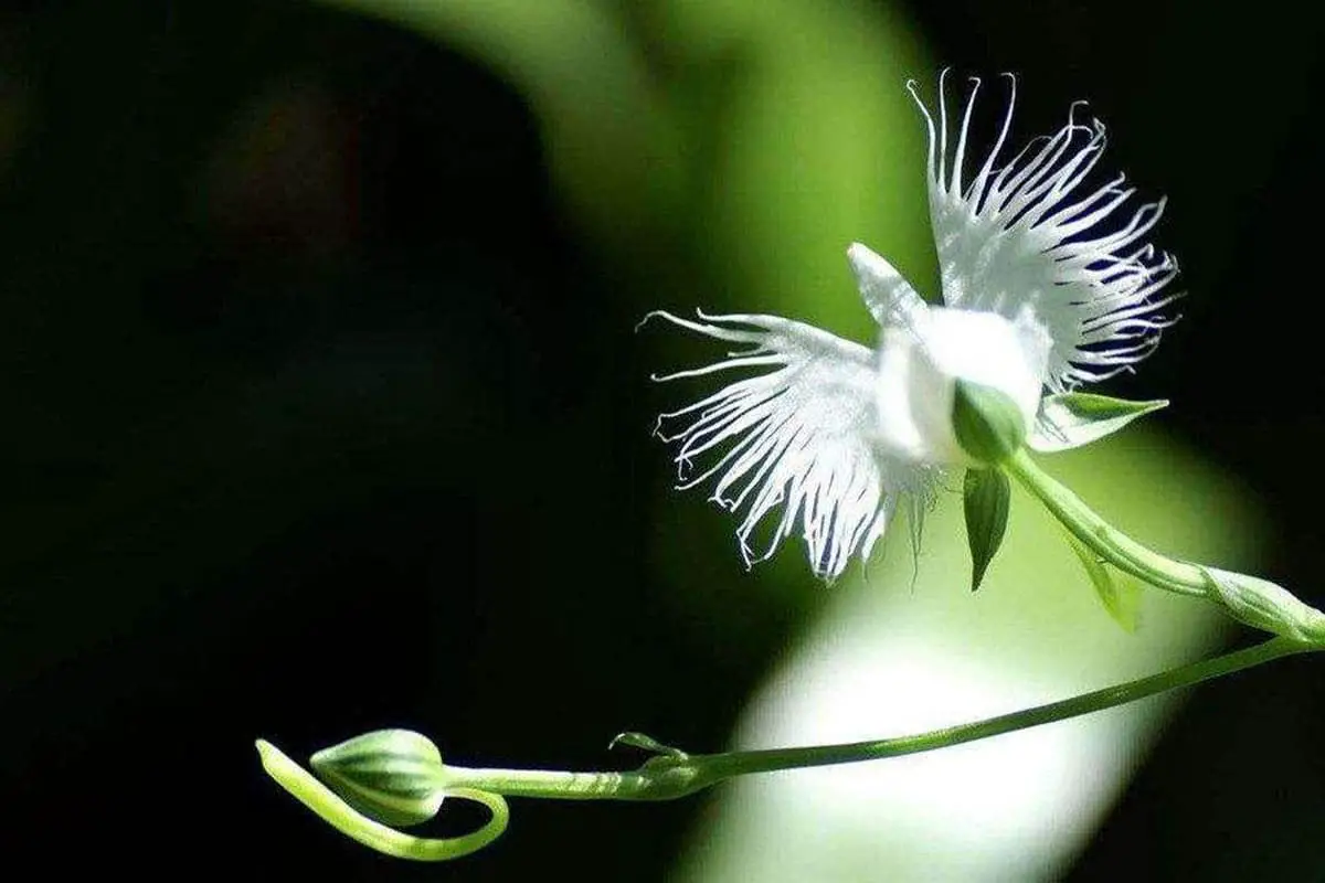 Learn About the Habenaria radiata: Basics, Types, Growth & Care, Value and More