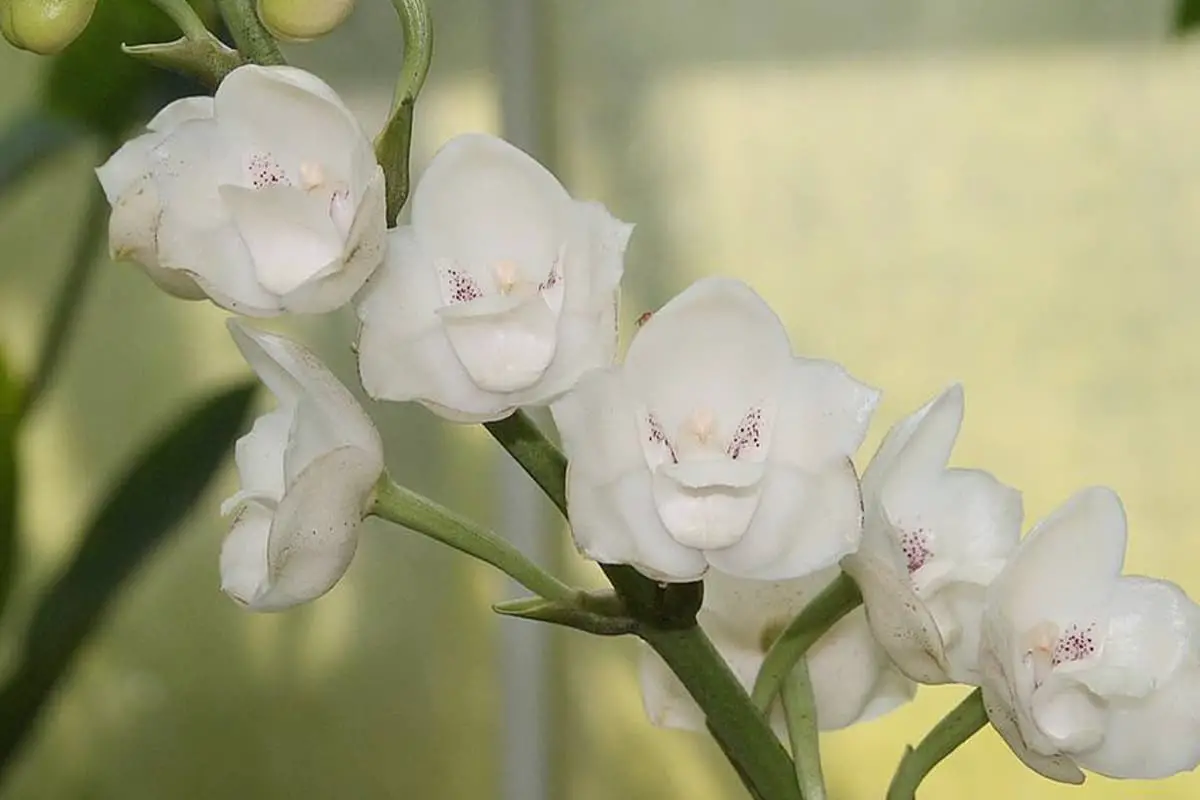 Erfahren Sie mehr über den Peristeria Elata-Haken: Grundlagen, Arten, Wachstum & Pflege, Wert und mehr