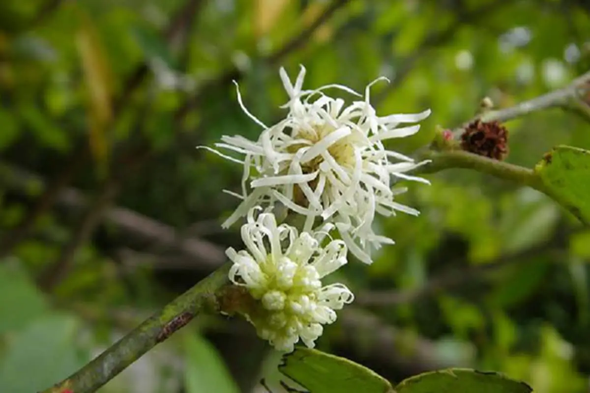 Pelajari Tentang Loropetalum Subcordatum: Dasar-dasar, Jenis, Pertumbuhan & Perawatan, Nilai, dan Lainnya