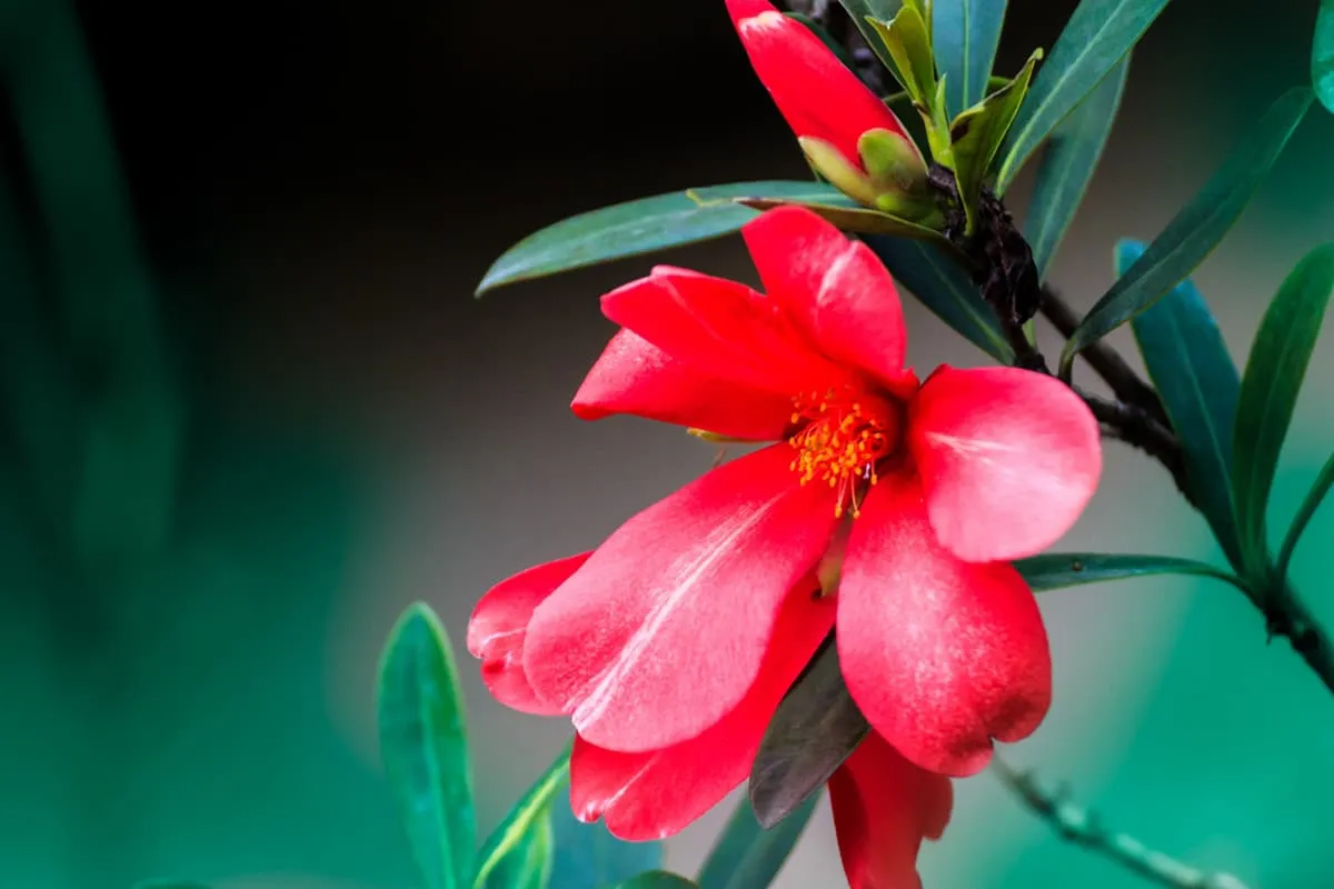 Learn About the Camellia Azalea: Basics, Types, Growth & Care, Value and More