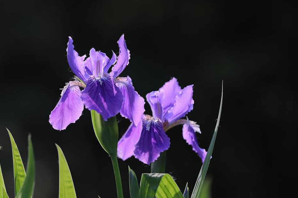 Erfahren Sie mehr über die Iris: Grundlagen, Arten, Wachstum & Pflege, Wert und mehr