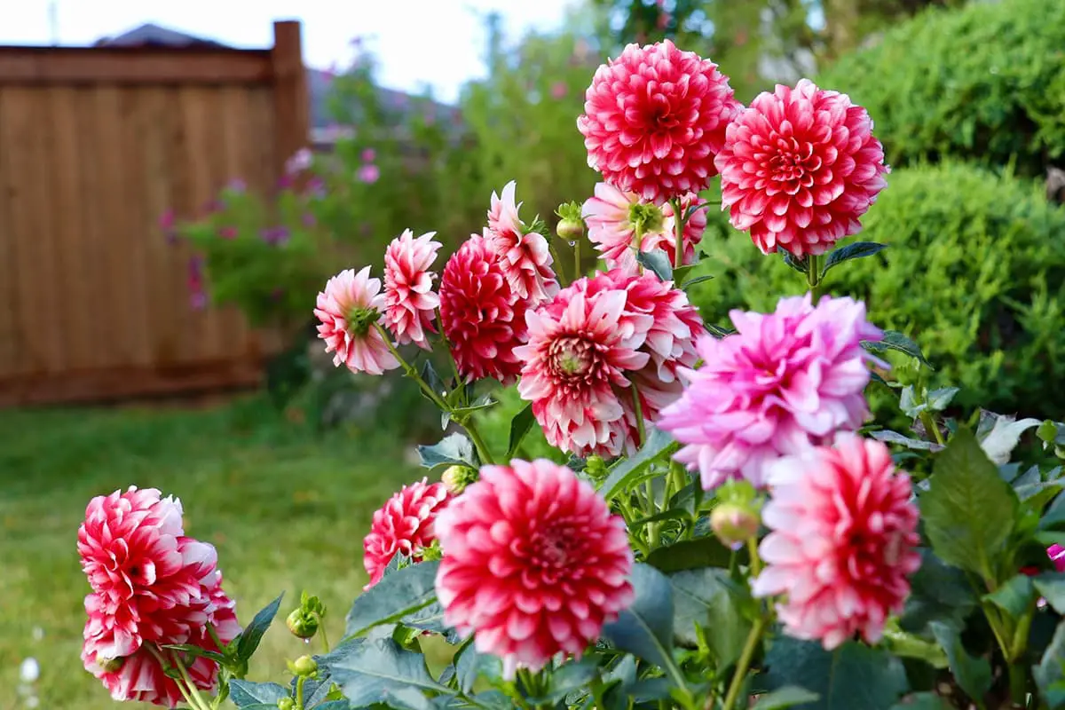 Learn About The Dahlia Pinnata: Basics, Types, Growth & Care， Value and More