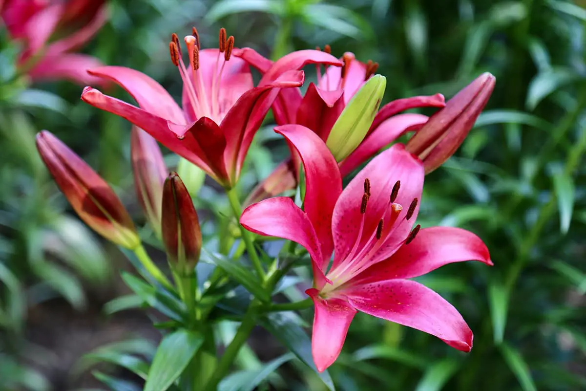 Learn About The Lily: Basics, Types, Growth & Care， Value and More
