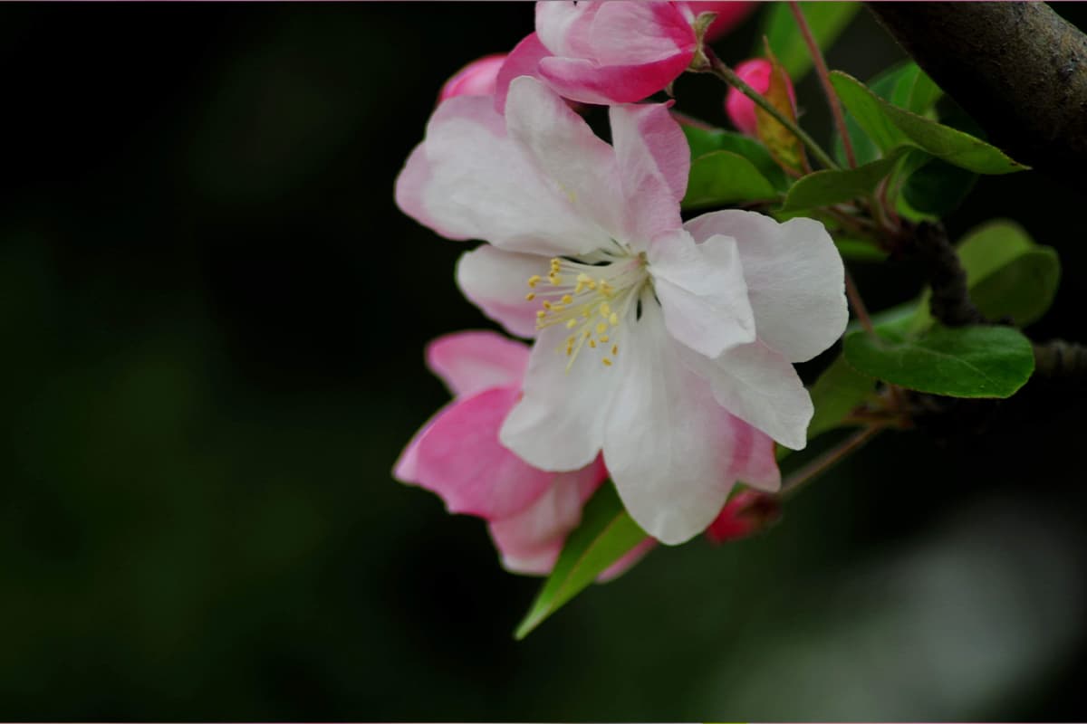 Learn About the Malus spectabilis: Basics, Types, Growth & Care， Value and More