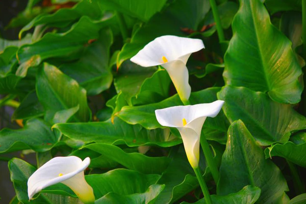 Learn About The Zantedeschia Aethiopica: Basics, Types, Growth & Care, Value and More