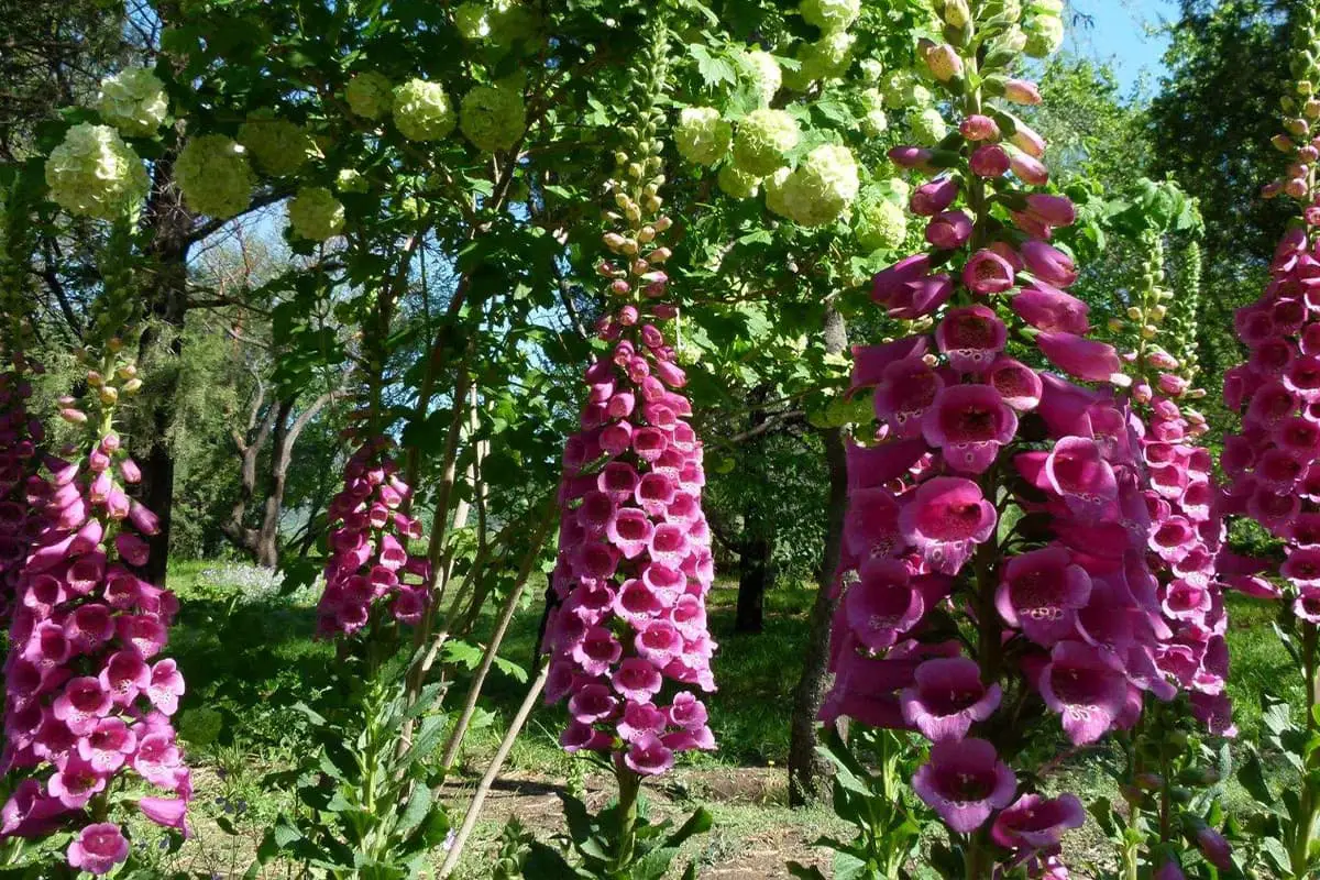 Découvrez la Digitalis Purpurea : Notions de base, types, croissance et entretien,Valeur et plus encore