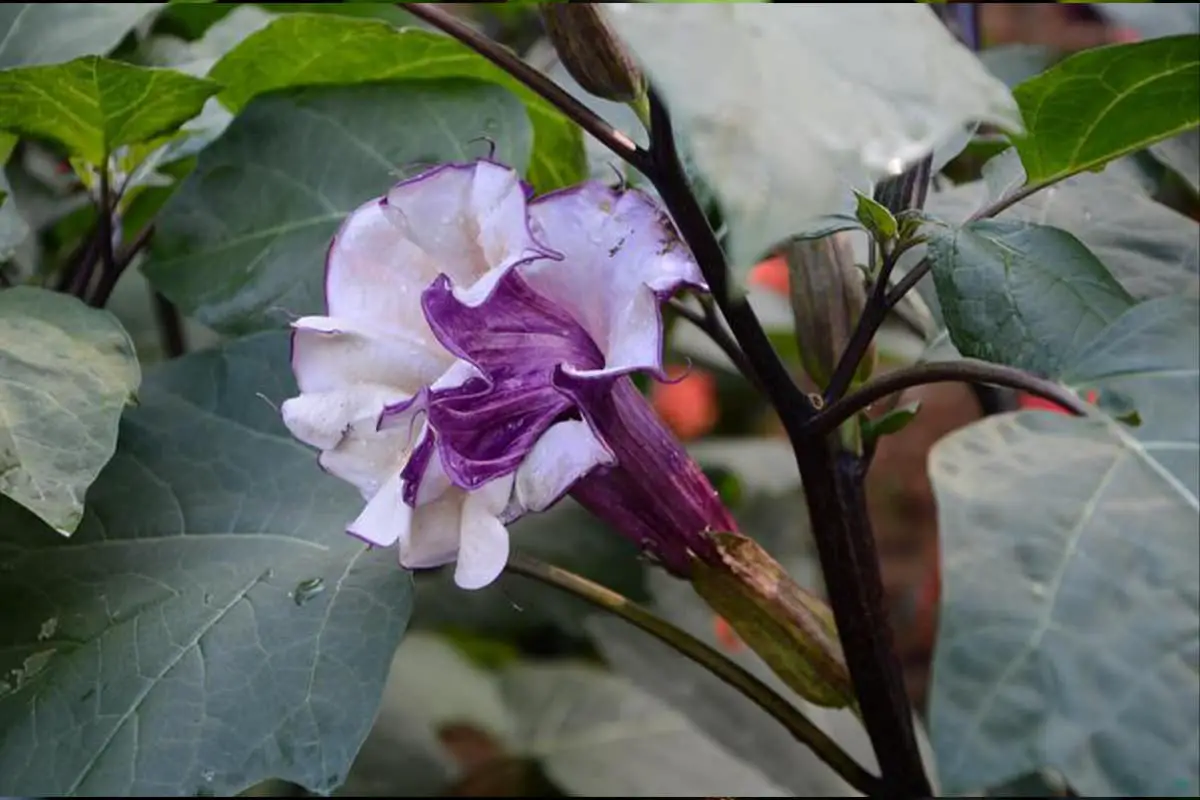 Learn About The Datura Stramonium: Basics, Types, Growth & Care，Value and More