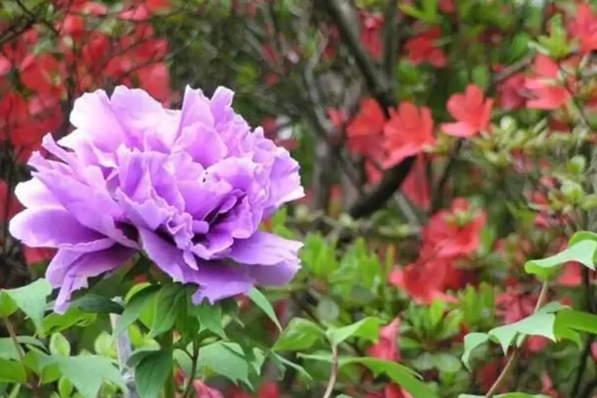 Pelajari Tentang Peony: Dasar-dasar, Jenis, Pertumbuhan & Perawatan, Nilai dan Lainnya