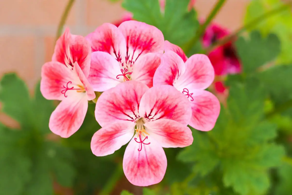 Learn About The Pelargonium Hortorum Bailey: Basics, Types, Growth & Care，Value and More