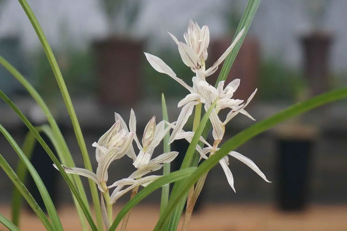 Erfahren Sie mehr über die Goldsandbaum-Chrysantheme: Grundlagen, Arten, Wachstum & Pflege,Wert und mehr