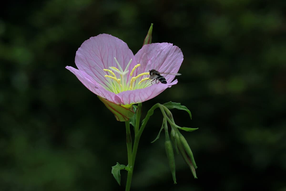 Pelajari Tentang Evening Primrose: Dasar-dasar, Jenis, Pertumbuhan & Perawatan, Nilai dan Lainnya
