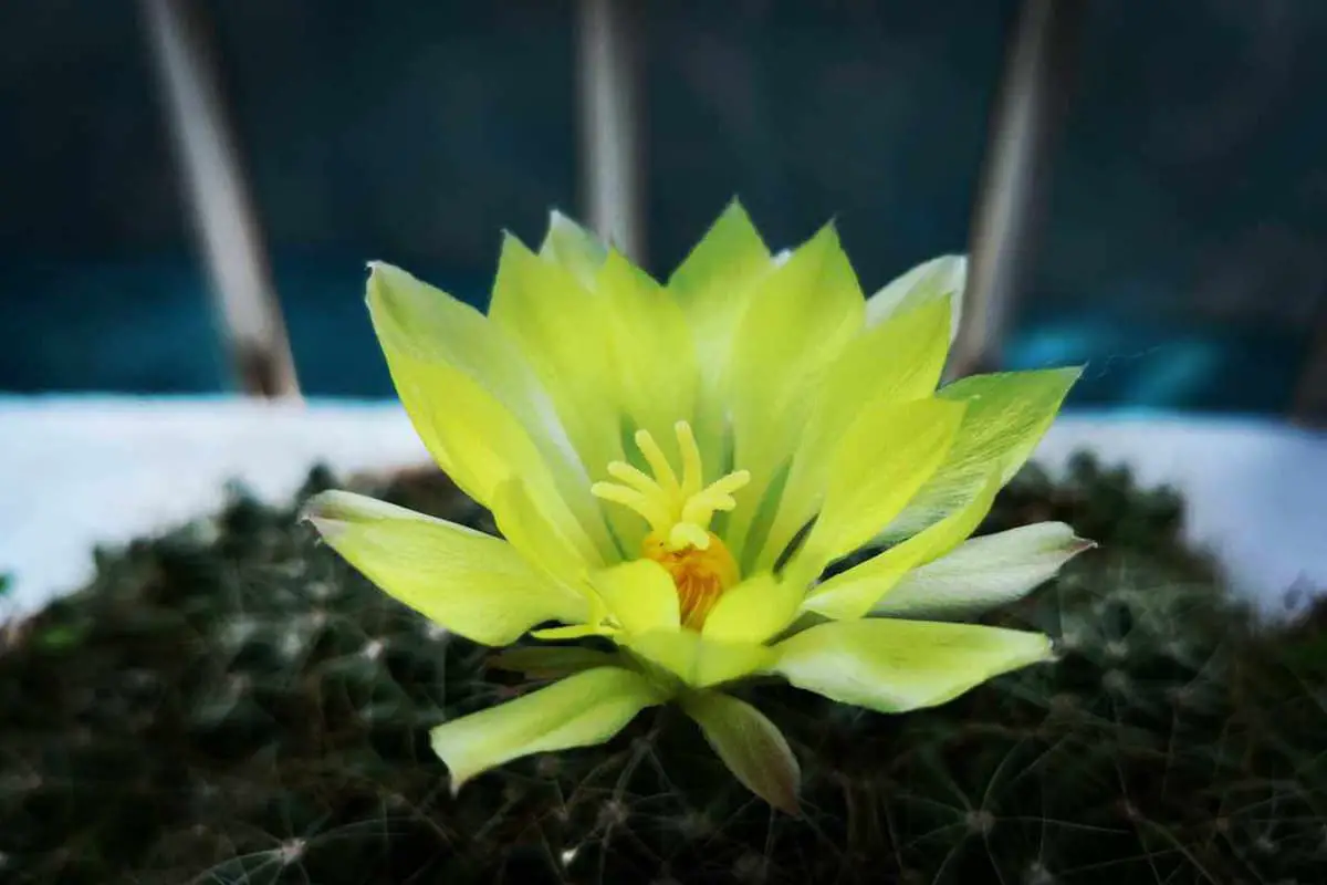 Learn About The Cactus Flower: Basics, Types, Growth & Care, Value and More