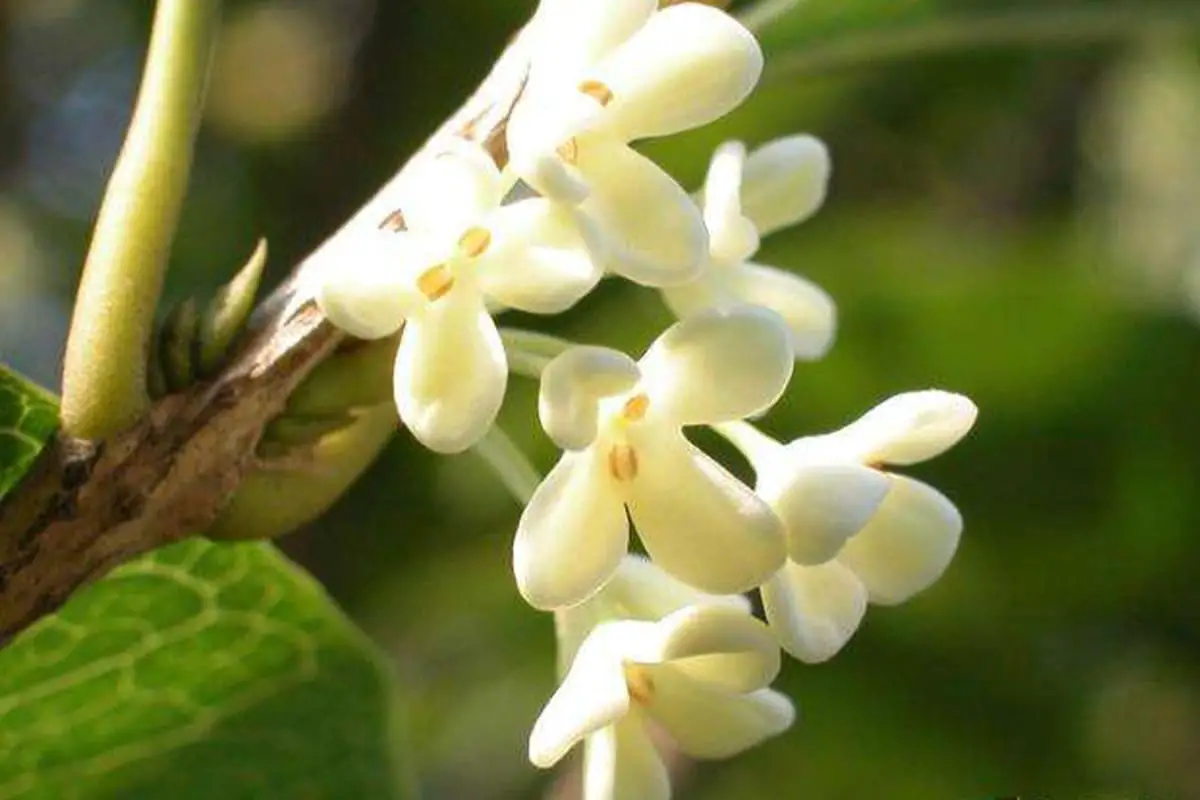 Learn About the Osmanthus: Basics, Types, Growth & Care, Value and More