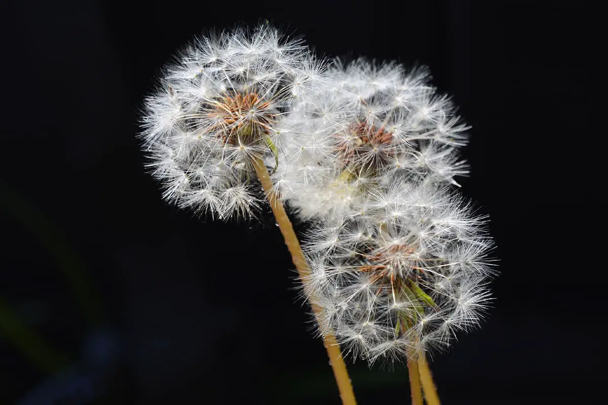Pelajari Tentang Dandelion: Dasar-dasar, Jenis, Pertumbuhan & Perawatan, Nilai dan Lainnya