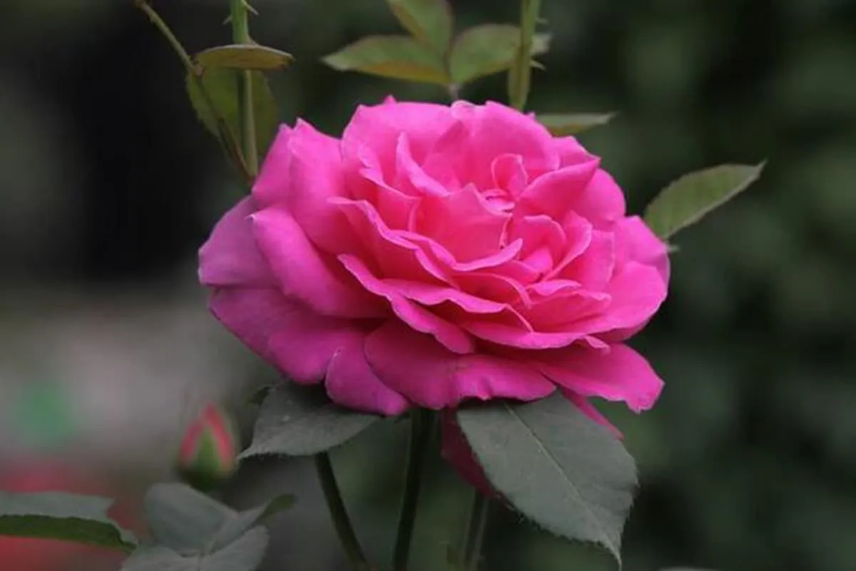 Learn About the Chinese Rose: Basics, Types, Growth & Care, Value and More
