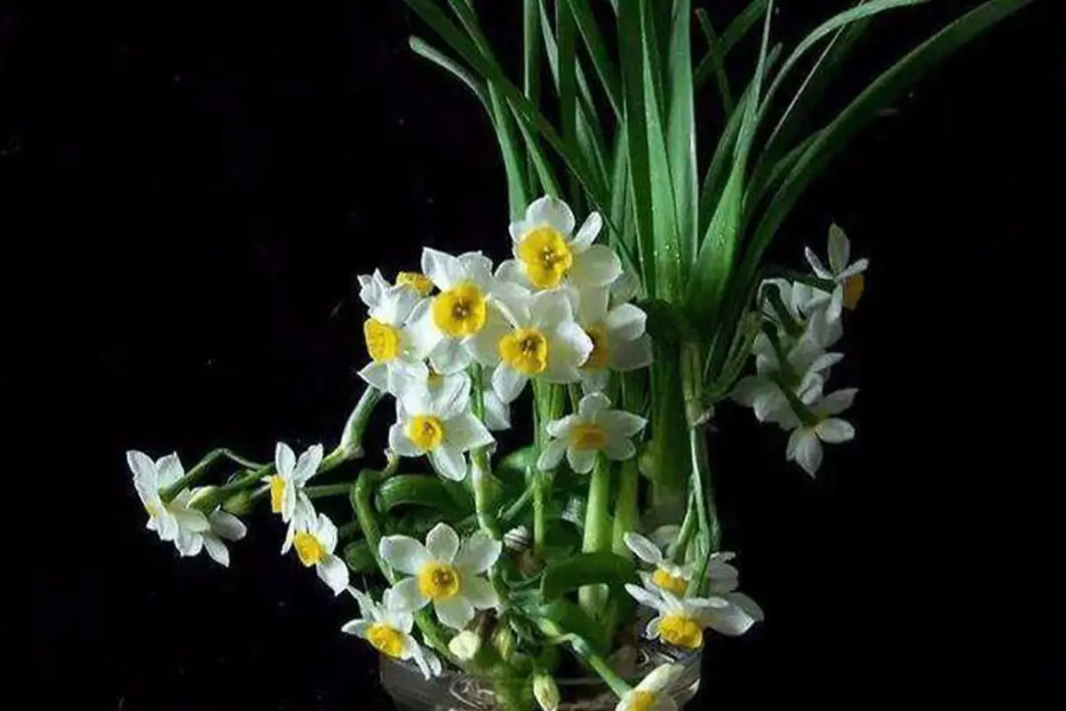 Learn About the Daffodil: Basics, Types, Growth & Care, Value and More