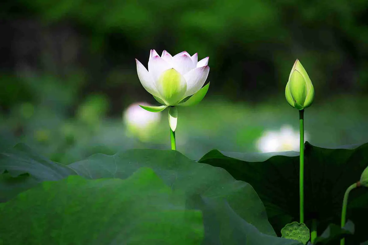 تعرف على اللوتس: أساسيات اللوتس وأنواعه ونموه والعناية به وقيمته والمزيد