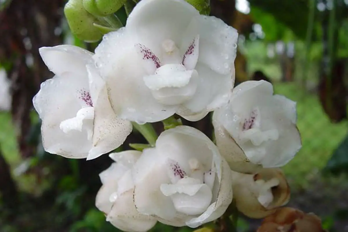 Erfahren Sie mehr über den Peristeria Elata-Haken: Grundlagen, Arten, Wachstum & Pflege, Wert und mehr