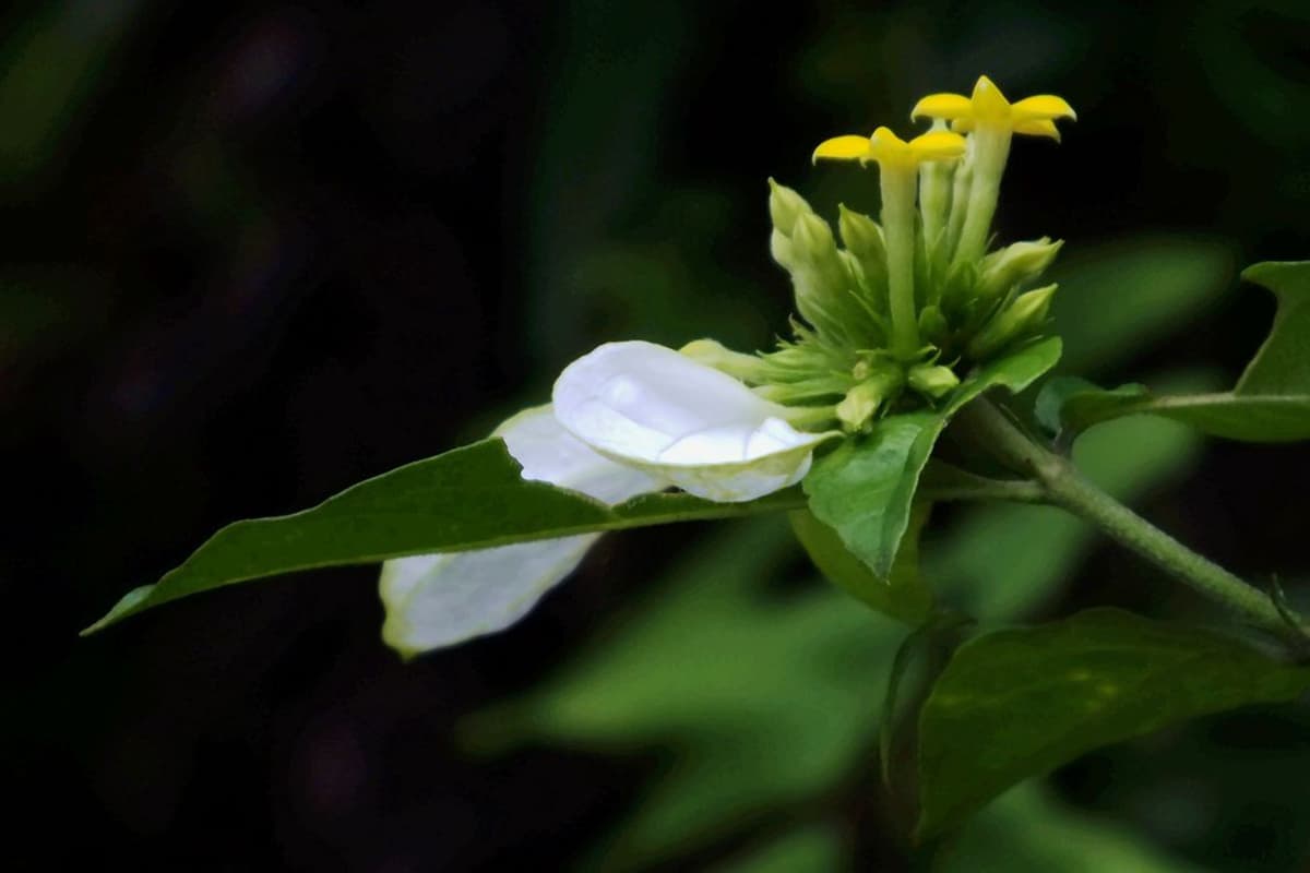 Learn About the Mussaenda Shikokiana Makino: Basics, Types, Growth & Care, Value and More