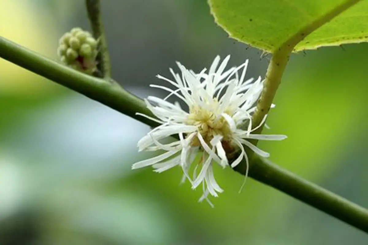 Pelajari Tentang Loropetalum Subcordatum: Dasar-dasar, Jenis, Pertumbuhan & Perawatan, Nilai, dan Lainnya