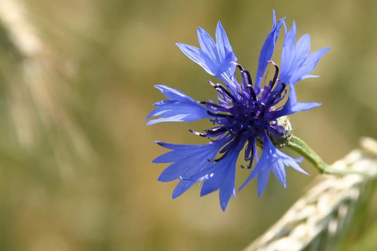 Learn About The Blue Cornflower: Basics, Types, Growth & Care， Value and More