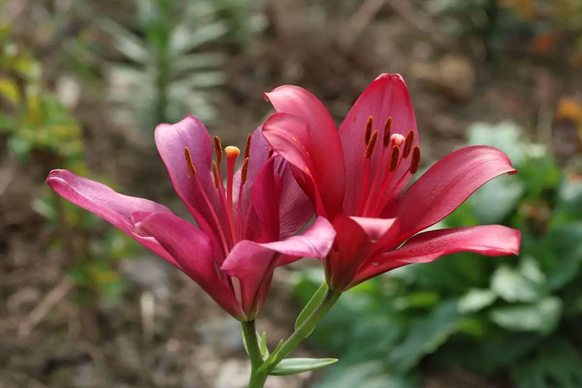 Learn About The Lily: Basics, Types, Growth & Care， Value and More