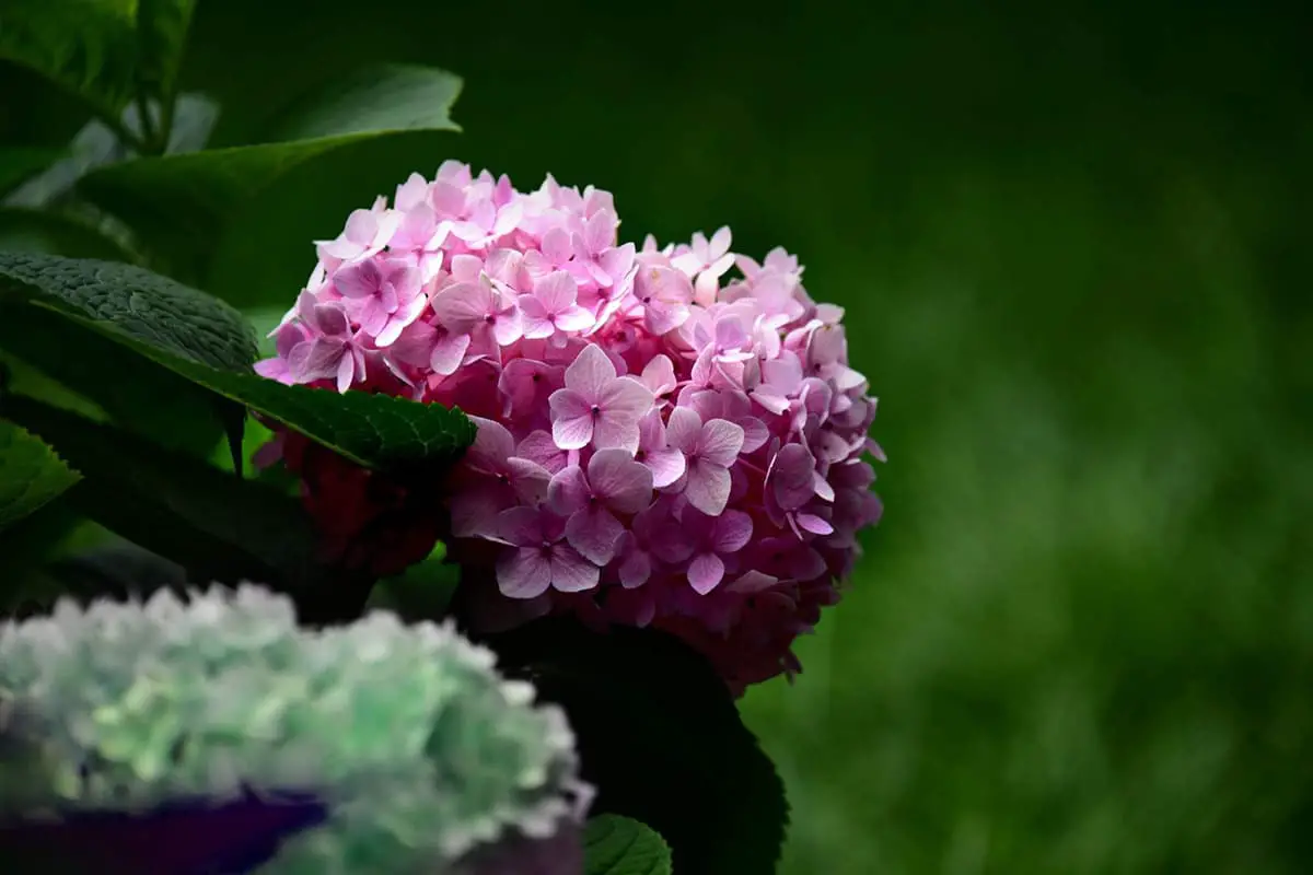 Saiba mais sobre a Hydrangea Macrophylla: noções básicas, tipos, crescimento e cuidados, valor e muito mais