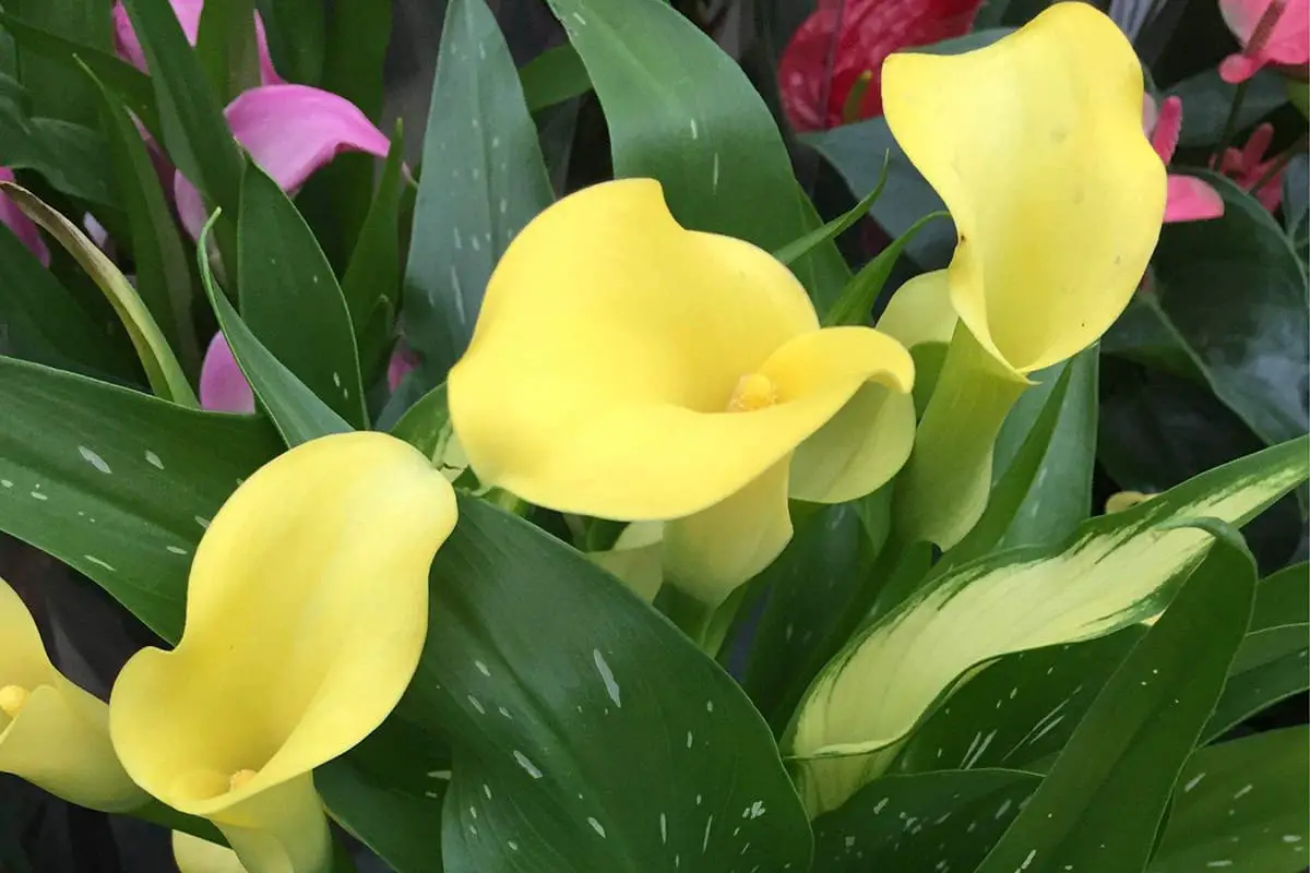 Learn About The Zantedeschia Aethiopica: Basics, Types, Growth & Care, Value and More