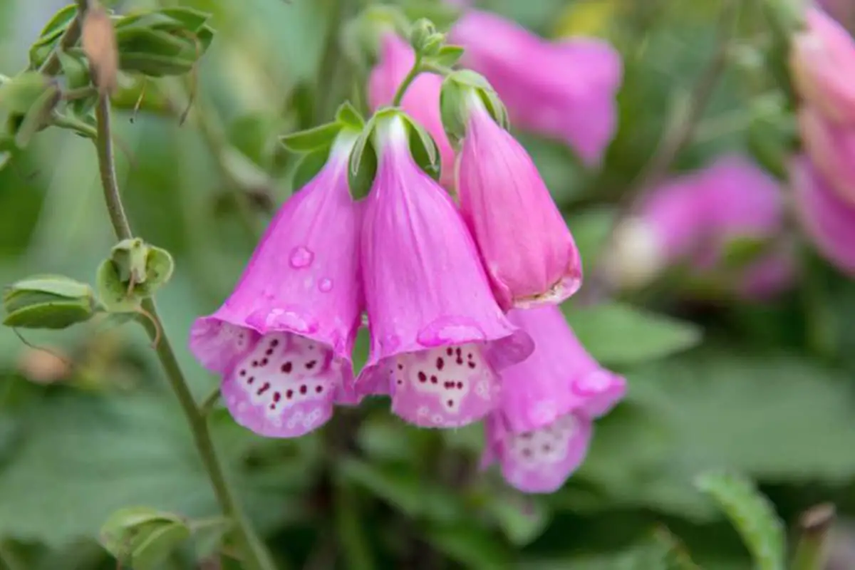 Découvrez la Digitalis Purpurea : Notions de base, types, croissance et entretien,Valeur et plus encore