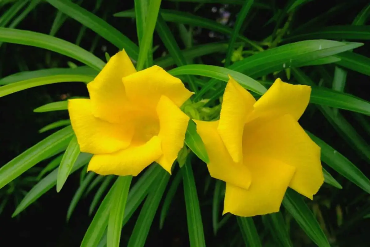 Learn About The Nerium Oleander: Basics, Types, Growth & Care,Value and More