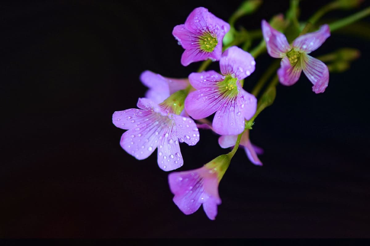 Learn About The Oxalis Corniculata: Basics, Types, Growth & Care，Value and More