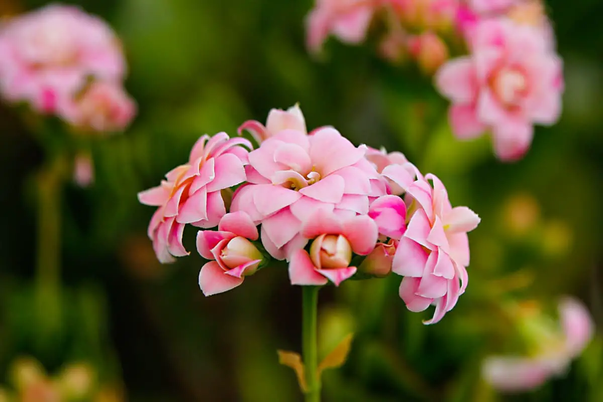Learn About The Winter Pot Kalanchoe: Basics, Types, Growth & Care，Value and More