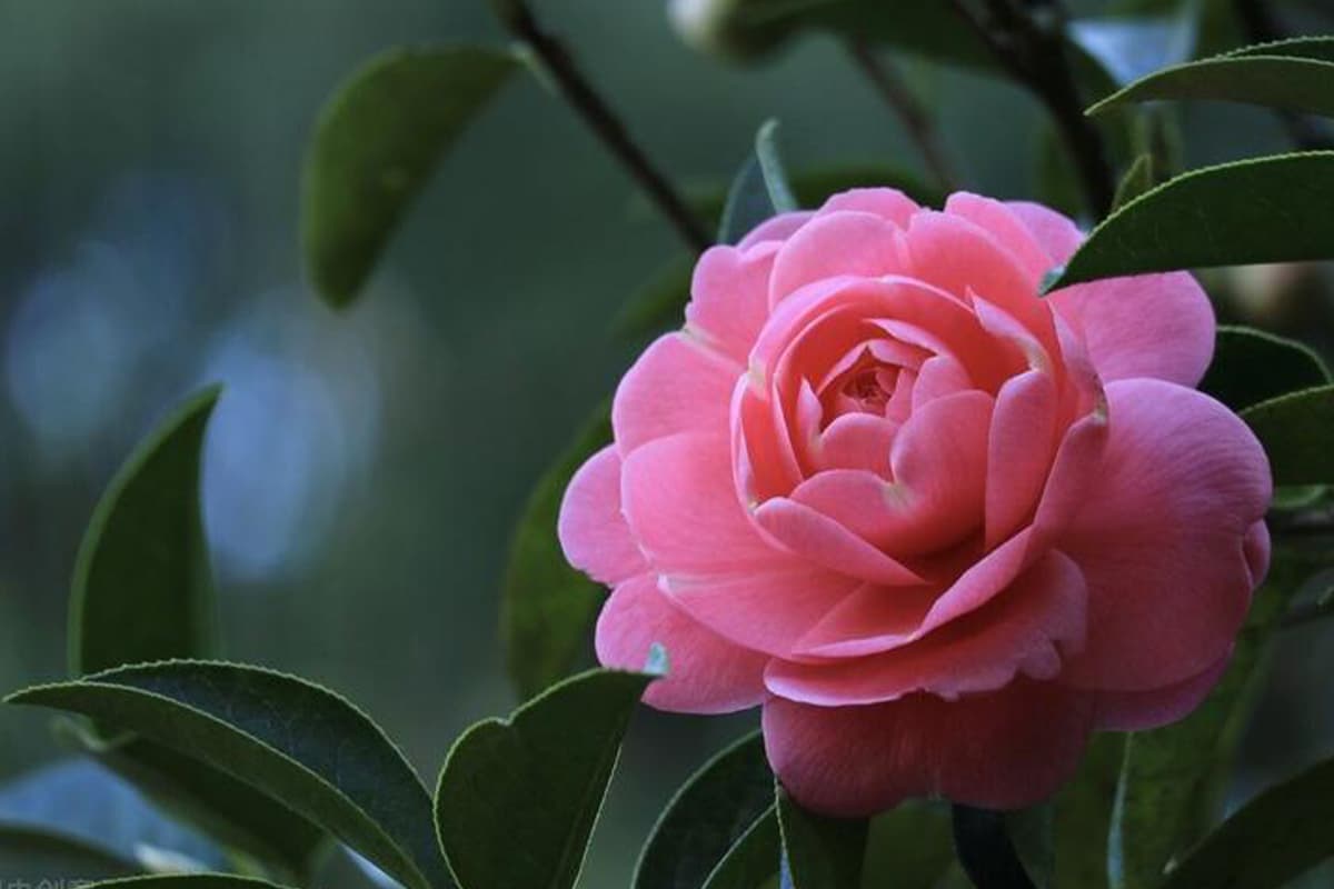 Learn About the Camellia: Basics, Types, Growth & Care, Value and More