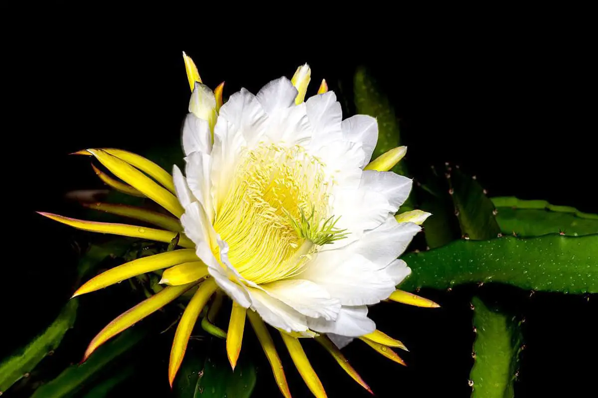 Learn About The Pitahaya Flower: Basics, Types,Value and More