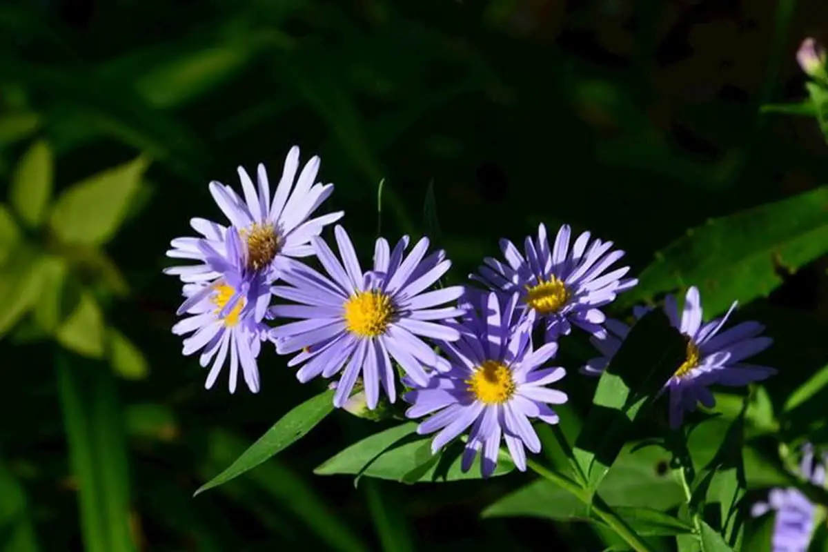 Learn About The Aster Tataricus: Basics, Types, Growth & Care, Value and More