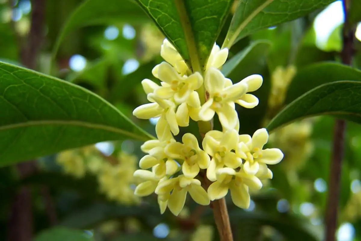 Learn About the Osmanthus: Basics, Types, Growth & Care, Value and More