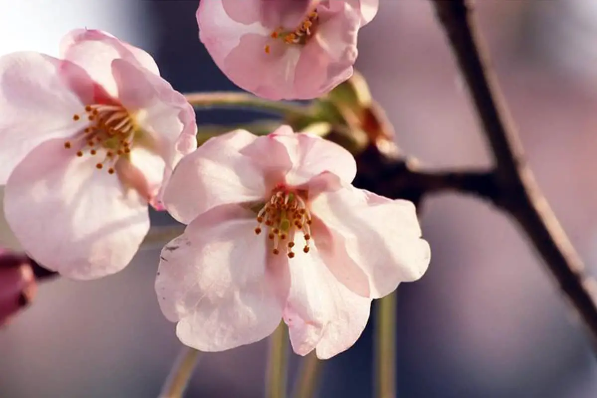 Saiba mais sobre a cerejeira em flor: Noções básicas, tipos, crescimento e cuidados, valor e muito mais