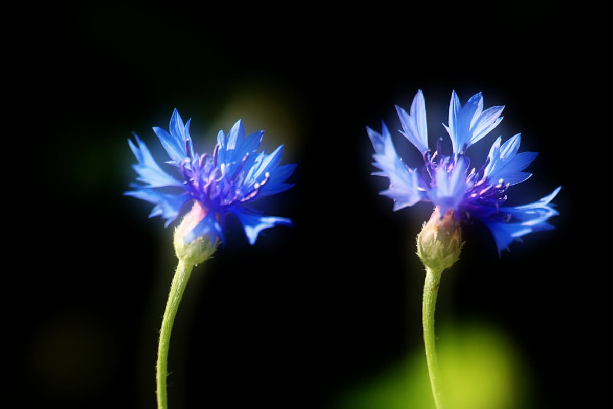 Learn About The Blue Cornflower: Basics, Types, Growth & Care， Value and More