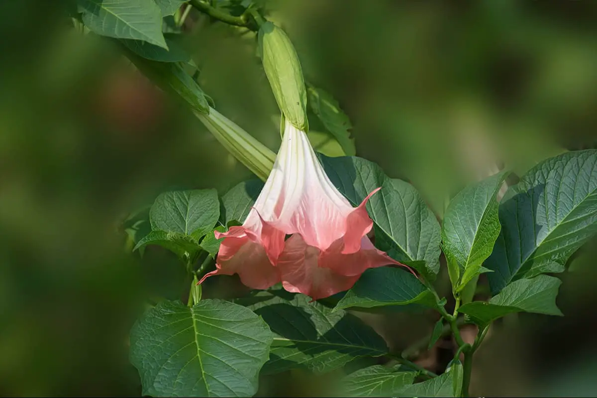 Learn About The Datura Stramonium: Basics, Types, Growth & Care，Value and More