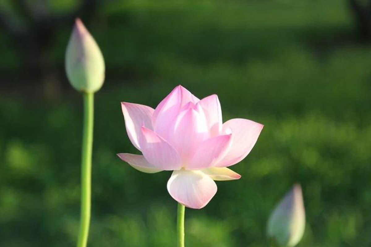 تعرف على اللوتس: أساسيات اللوتس وأنواعه ونموه والعناية به وقيمته والمزيد