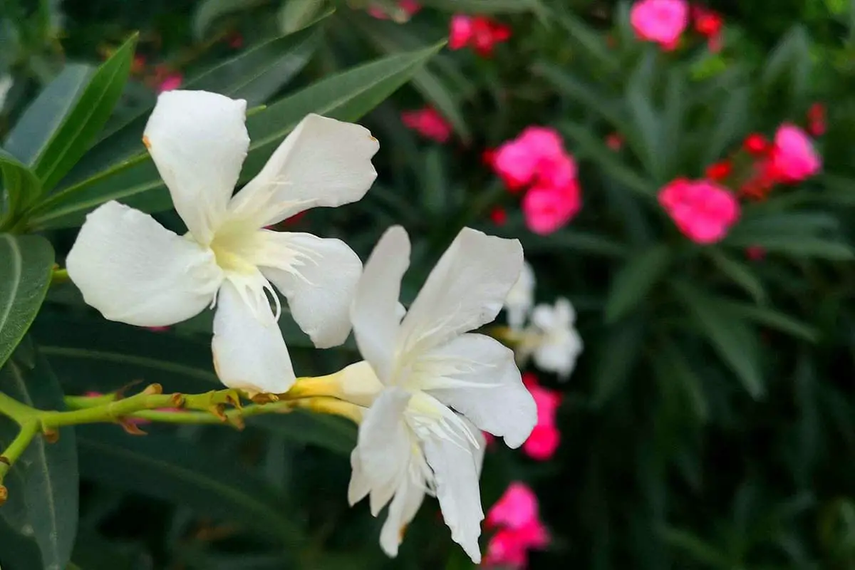Learn About The Nerium Oleander: Basics, Types, Growth & Care,Value and More