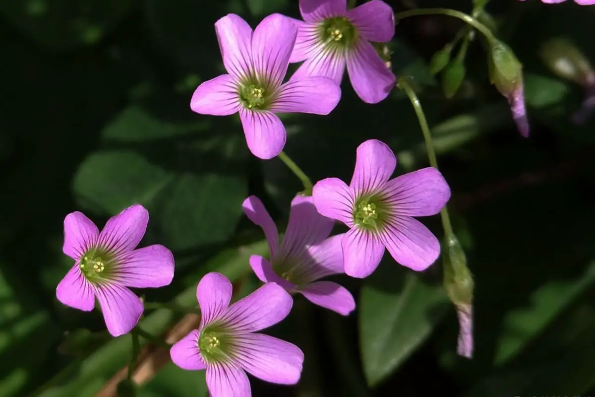 Creeping Woodsorrel: Types, Growth & Care - FlowersLib