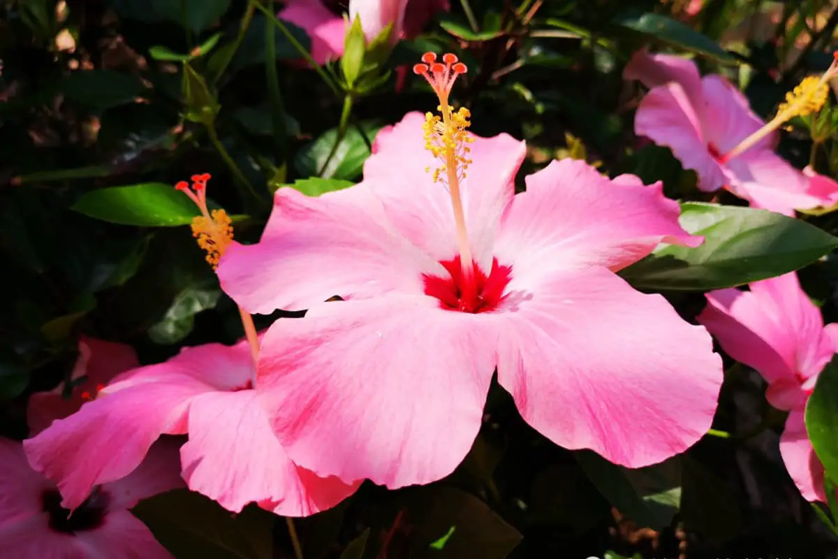 Learn About The Hibiscus Rosa-Sinensis: Basics, Types, Growth & Care，Value and More