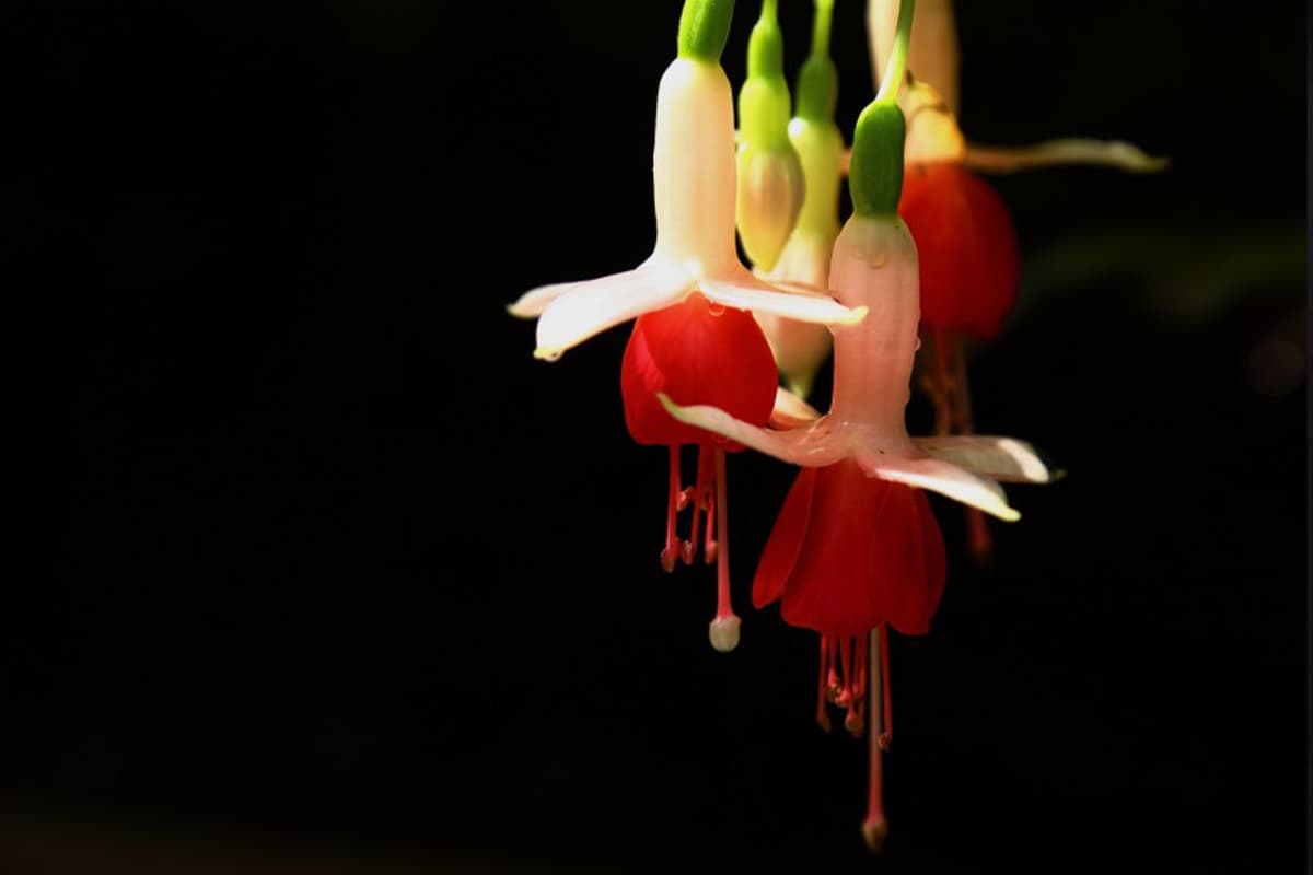 Scopri la Fuchsia Hybrida: nozioni di base, tipi, crescita e cura, valore e molto altro ancora.