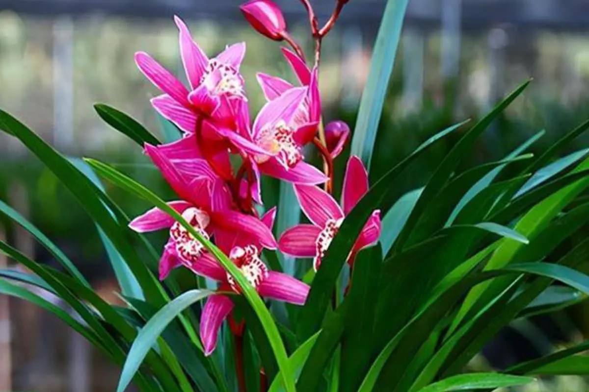 Leer meer over de orchidee: Grondbeginselen, soorten, groei en verzorging, waarde en meer