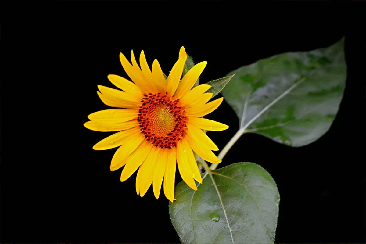 Learn About The Helianthus Annuus: Basics, Types, Growth & Care, Value and More