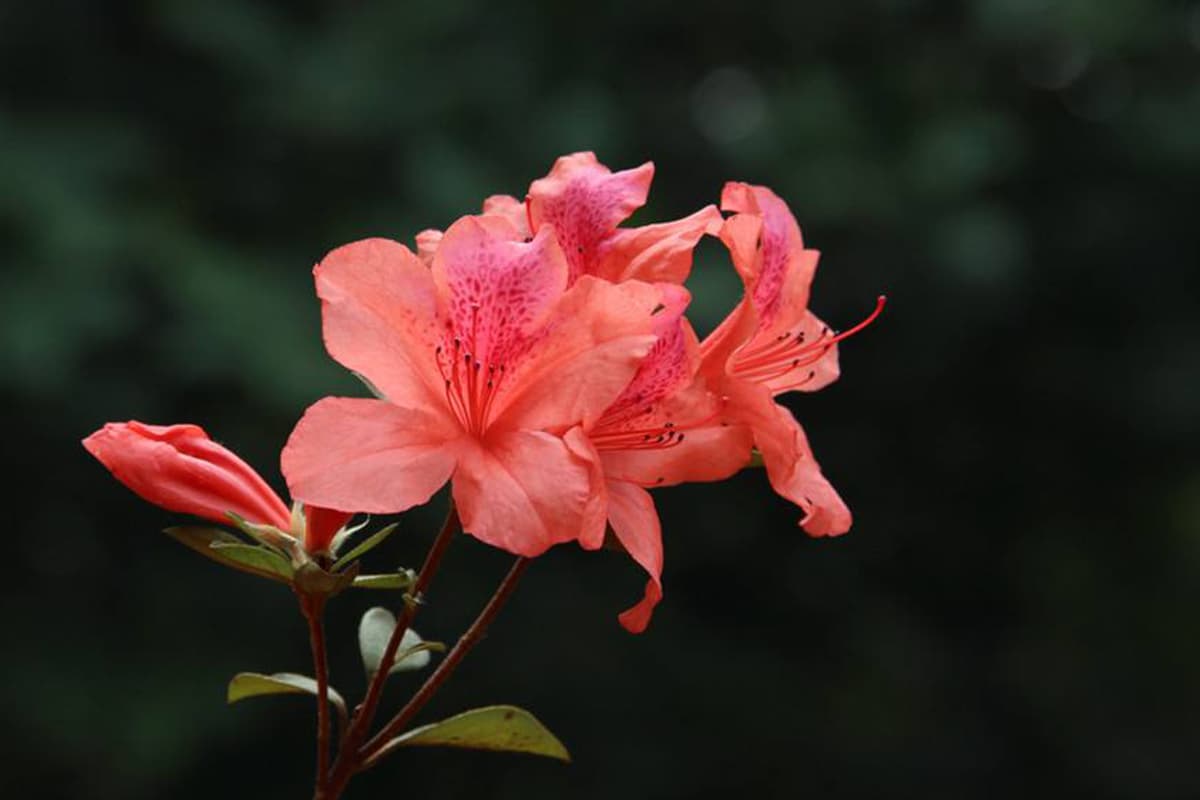 Learn About the Rhododendron: Basics, Types, Growth & Care, Value and More