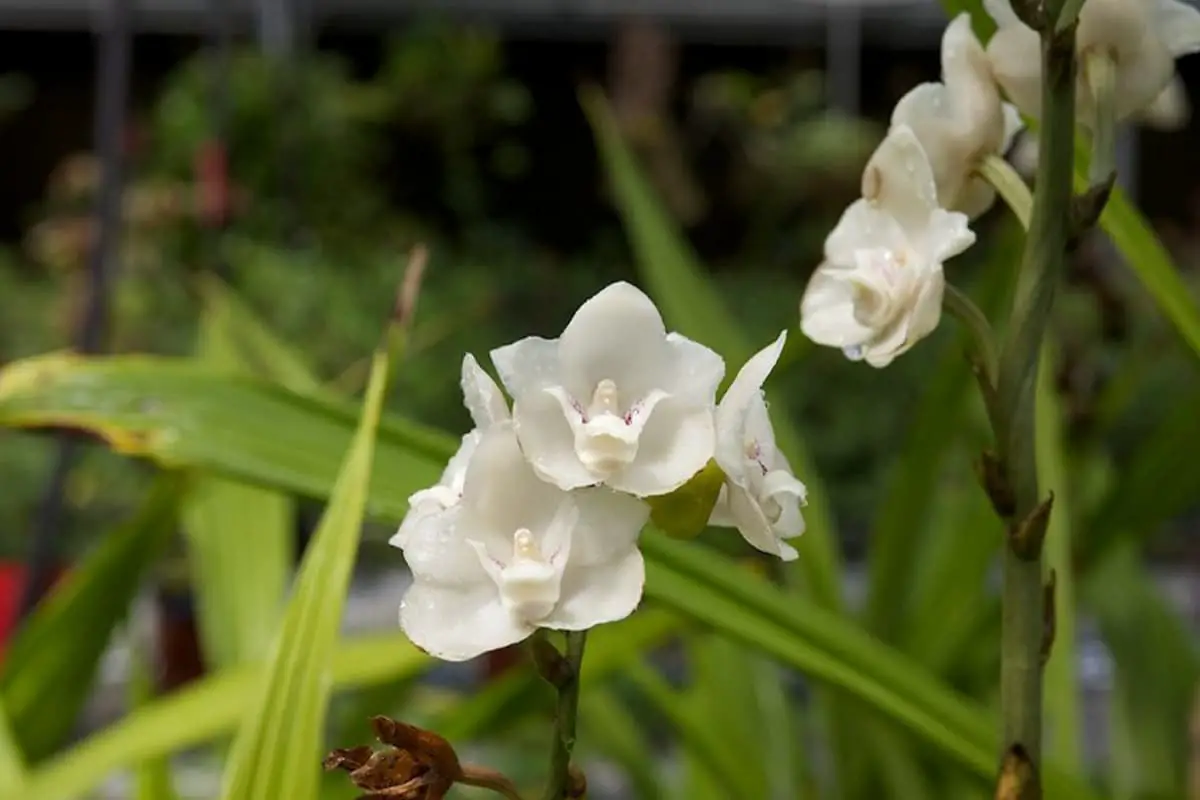 Erfahren Sie mehr über den Peristeria Elata-Haken: Grundlagen, Arten, Wachstum & Pflege, Wert und mehr